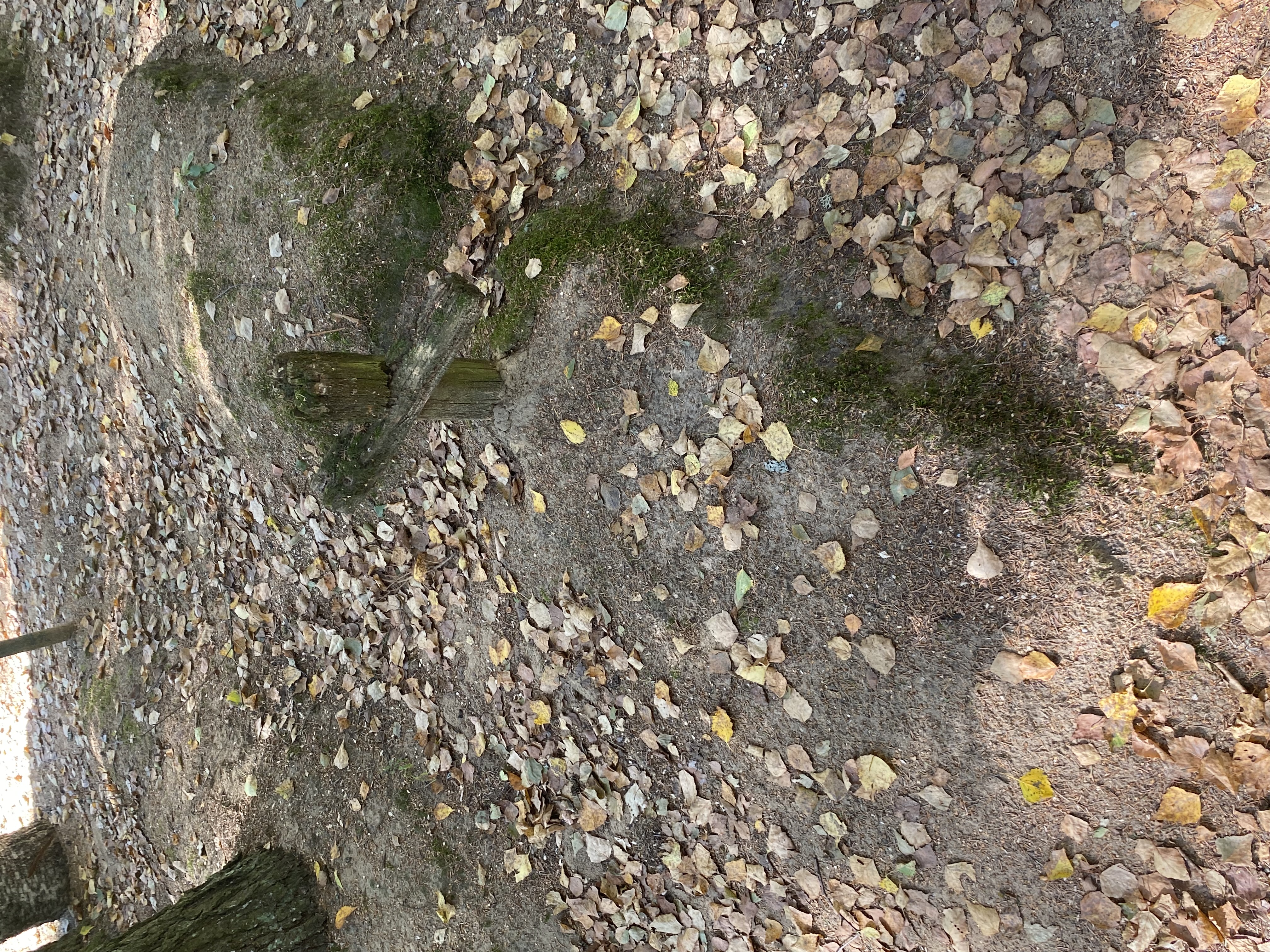 Фотография надгробия